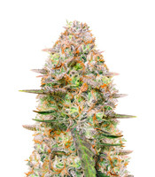 Gorilla Z Auto (Fast Buds)