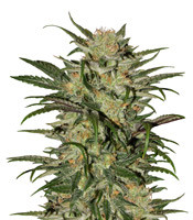 Blue Dream CBD (Humboldt Seeds Organization)