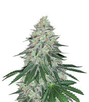 Sweet ZZ (Sweet Z) (Royal Queen Seeds)