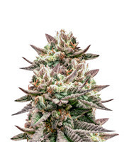 Deadhead OG (Cali Connection Seeds)