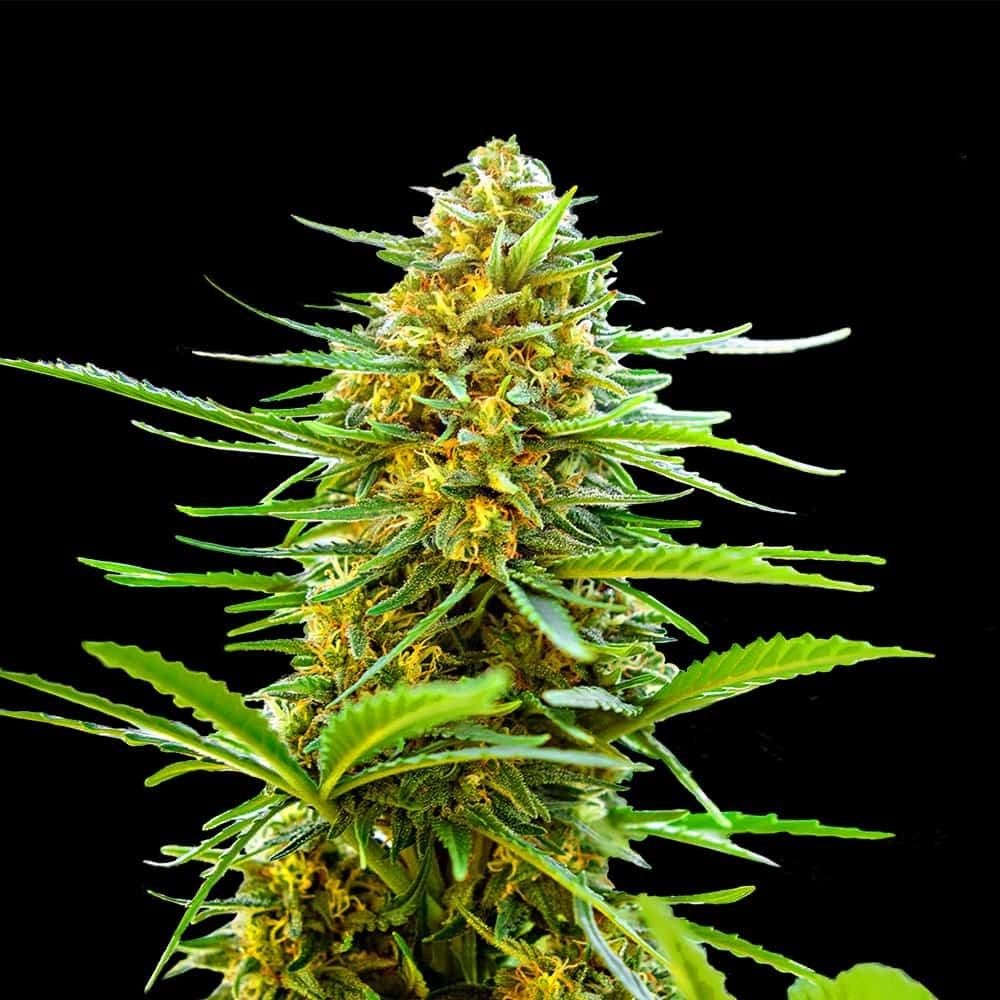 Banana Monkey Autoflower Seeds (22% THC) ??