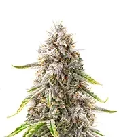 Double Grape Auto (Mephisto Genetics)