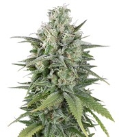 UK Cheese Auto (Humboldt Seeds Organization)