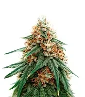 Psychotropic Mass (Critical Mass Collective Seeds)