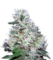 Bubble Gum regular (Serious Seeds)