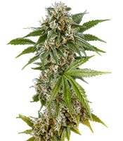 Kush'N'Cheese (Dinafem Seeds)