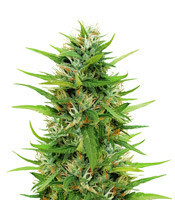 Sapphire Scout (Humboldt Seeds Organization)