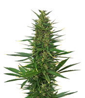 Hindu Kush Automatic (Sensi Seeds)