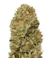 Blue Dream Auto (Humboldt Seeds Organization)