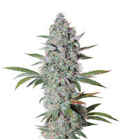 Bruce Banner Auto (Cali Buds Seeds)