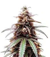 Z (Big Head Seeds)