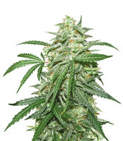 Chapita de Michoacan Regular (CannaBioGen)