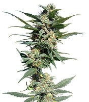 Big Devil #2 Auto (Sweet Seeds)
