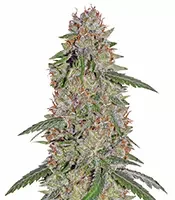 Pineapple Express (Barney's Farm)