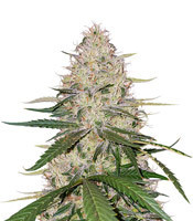 Blackwater (Cali Connection Seeds)