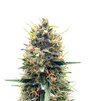 Tropicana Cookies Auto (Fast Buds)