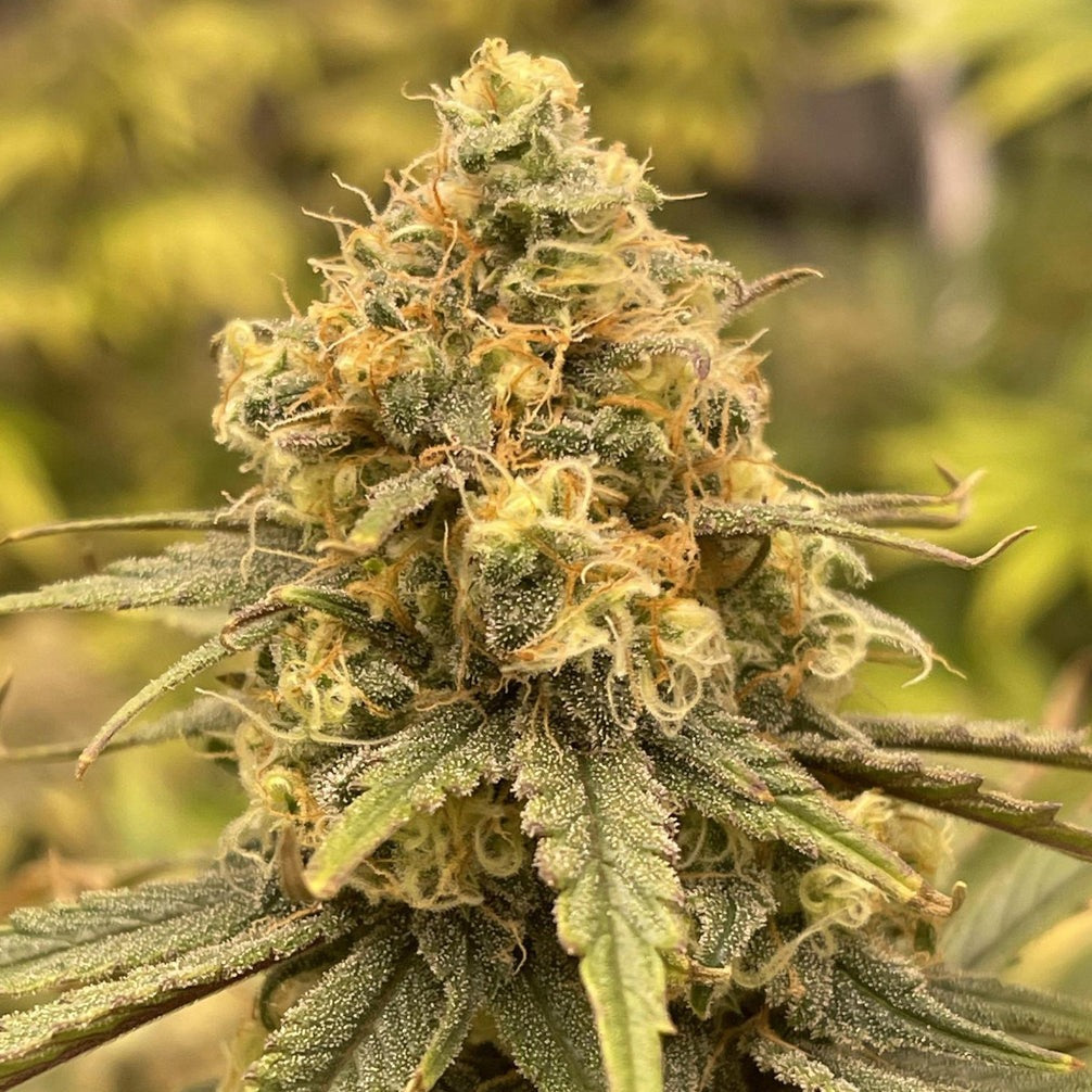 OG Kush Steckling - 1 Steckling