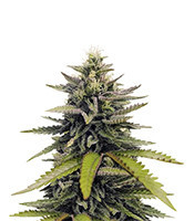 Afghan Hash Plant regular (Barney's Farm)