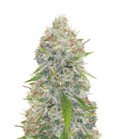 Great White Shark (Green House Seeds)