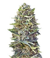 Caramel Kush (00 Seeds)
