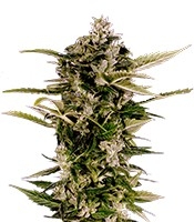 Auto-Bomb (Green House Seeds)