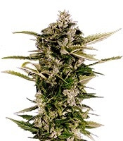 Auto-Bomb (Green House Seeds)