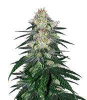 Fat Banana (Royal Queen Seeds)
