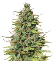 Tangie Auto (Blimburn Seeds)
