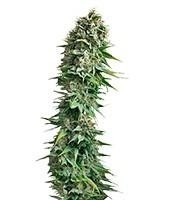 Fruit Spirit (Royal Queen Seeds)