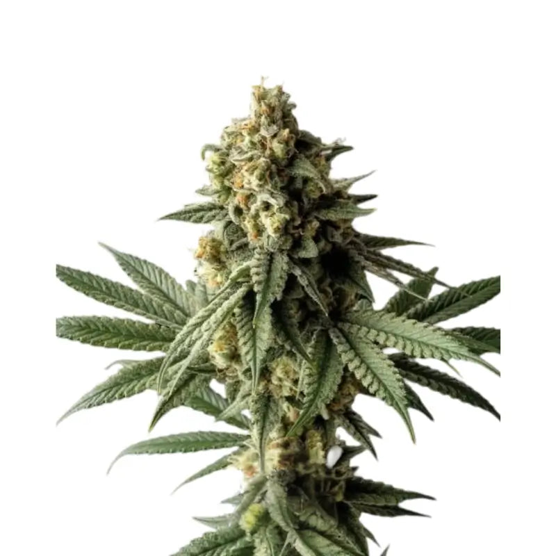 Cheese Cannabis Samen Feminisiert - 3 Stück