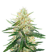 Ztrawberriez Auto (Fast Buds)