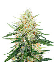 Ztrawberriez Auto (Fast Buds)