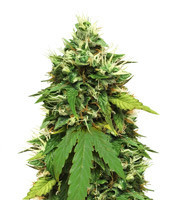 Big Bud Autoflower (Seedstockers)