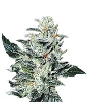 Sensi Star (Paradise Seeds)