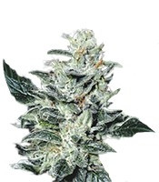 Sensi Star (Paradise Seeds)
