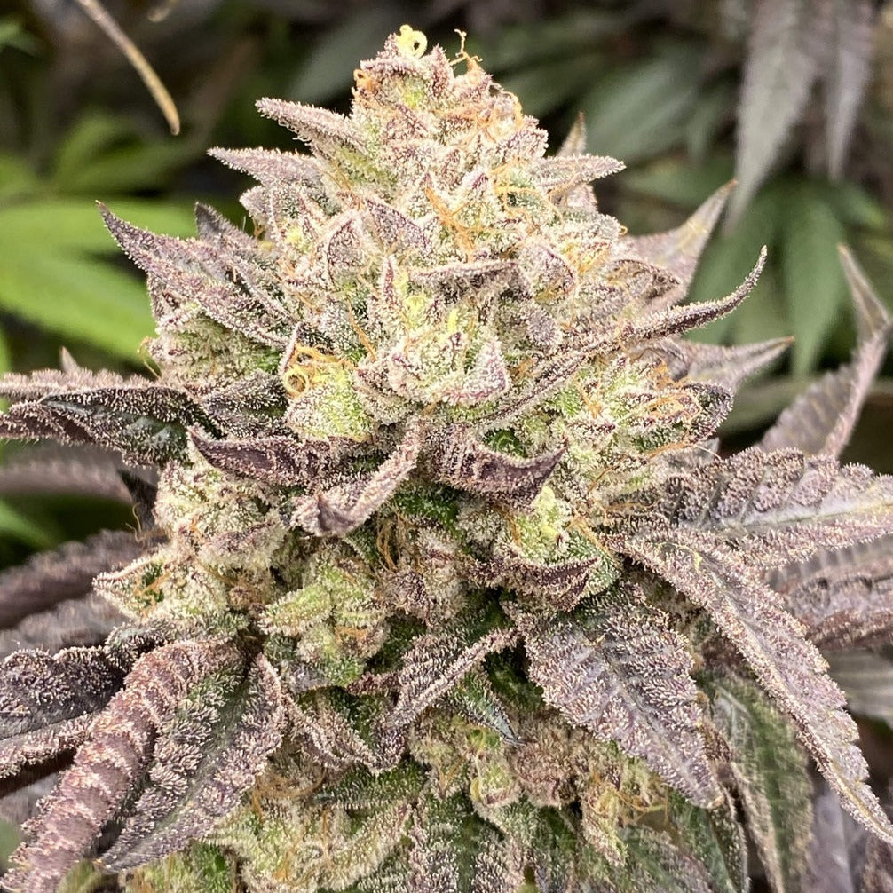 Girl Scout Cookies Steckling - 3 Stecklinge