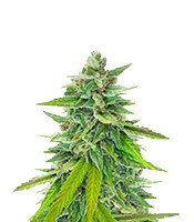 Passion #1 (Dutch Passion)