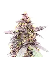 Purple Lemonade Poison Autoflower (Seedkeepers)