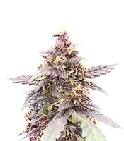 Purple Lemonade Poison Autoflower (Seedkeepers)