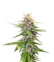 Hollands Hope (Dutch Passion)