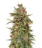 Honduras Regular (Ace Seeds)