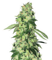 Do-Sweet-Dos (Sweet Seeds)