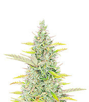 Trainwreck Fast Version (Seedkeepers)