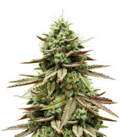 Gelato 33 (Advanced Seeds)