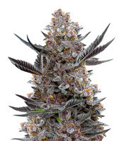 Forbidden Dream (Humboldt Seeds Organization)