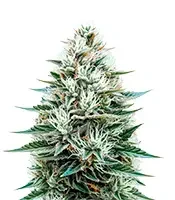 Copacabana Auto (Flash Seeds Bank)