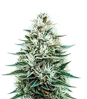Copacabana Auto (Flash Seeds Bank)