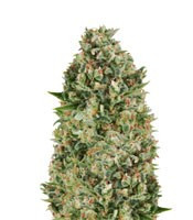 Critical Poison (00 Seeds)