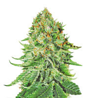 Northern Lights Auto (White Label Seed Company)