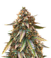 Juicy Lucy Auto (Auto Seeds)